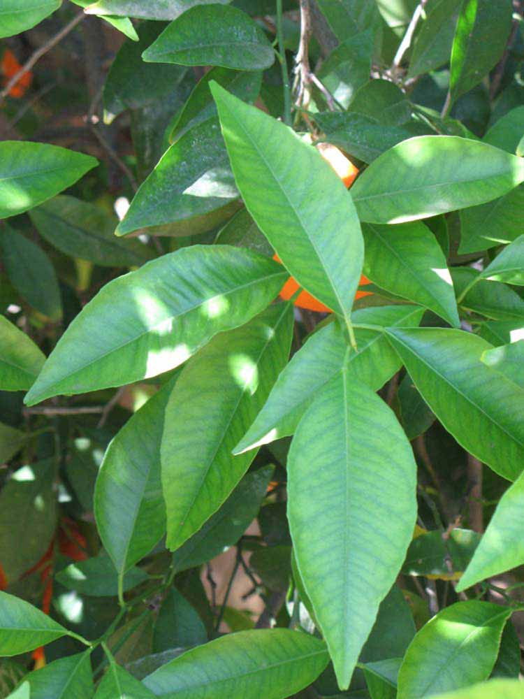              Shade leaves (Riverside, CA)       
